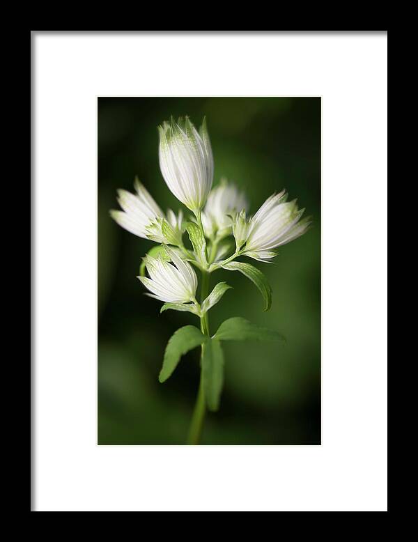 Victoria Framed Print featuring the photograph Astrantia Buds by Teresa Wilson