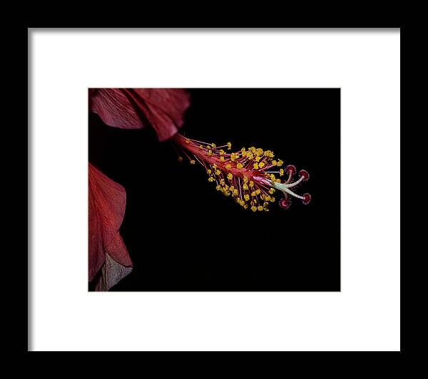 Hibiscus Framed Print featuring the photograph At Dusk by M Kathleen Warren
