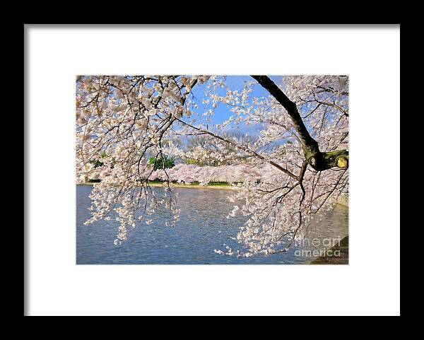 Cherry Blossom Festival Framed Print featuring the photograph At Peak Bloom by Lois Bryan