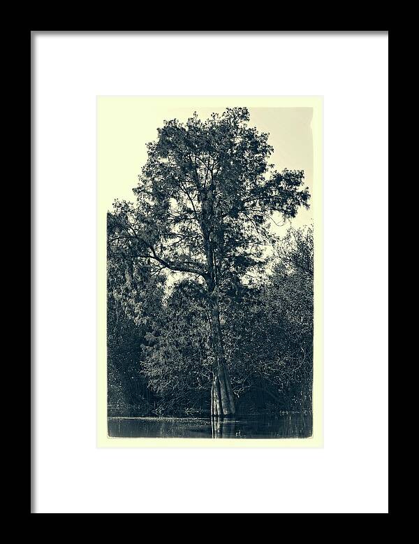 Tree Framed Print featuring the photograph Atchafalaya Basin Southern Louisiana 2021 Ambrotype 103 by Maggy Marsh