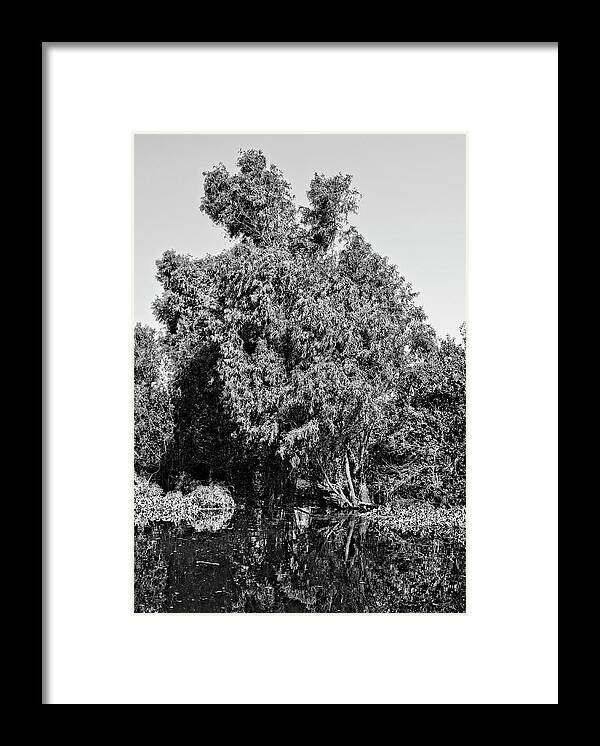 Bald Cypress Framed Print featuring the photograph Atchafalaya Basin Southern Louisiana 2021 BW 34 by Maggy Marsh