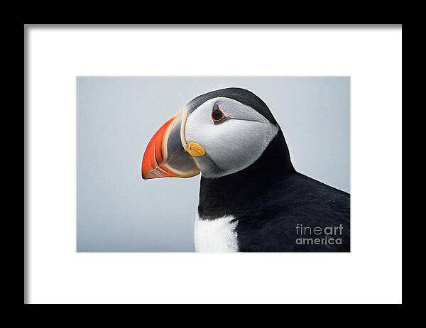 Bird Portraits Framed Print featuring the photograph Atlantic Puffin Portrait BI5204 by Mark Graf