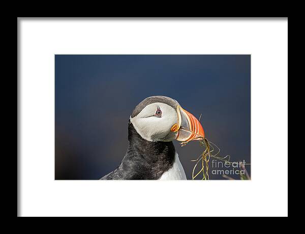Atlantic Puffin Framed Print featuring the photograph Atlantic Puffin Portrait by Eva Lechner