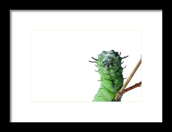 Attacus Framed Print featuring the photograph Attacus atlas caterpillar by Frederic Bourrigaud