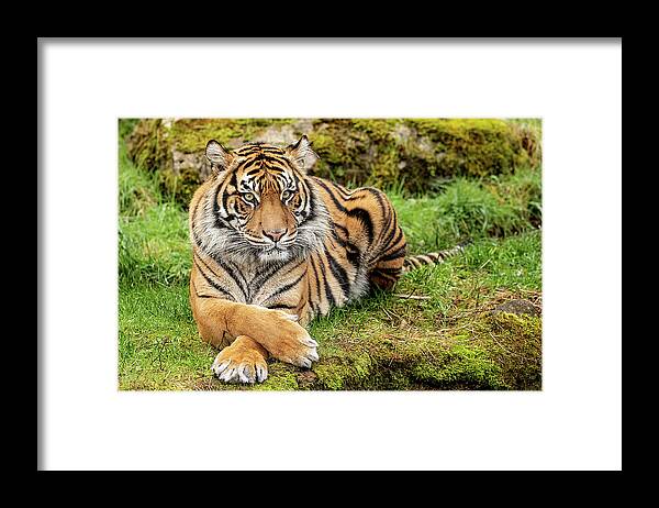Wildlife Framed Print featuring the photograph Attitude by Bob Cournoyer