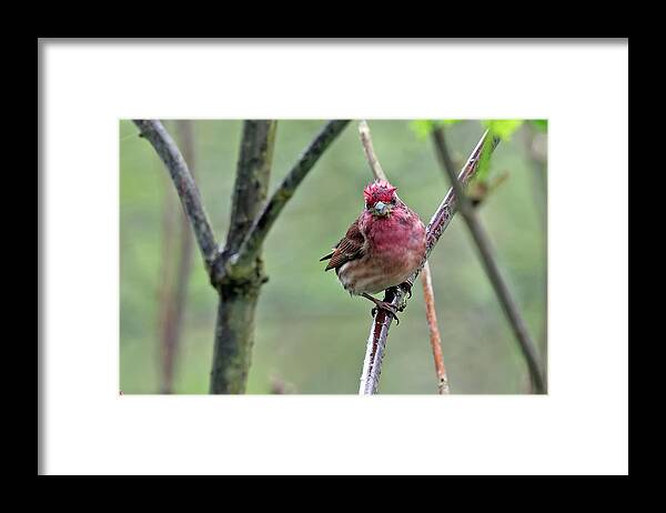 Finch Framed Print featuring the photograph Attitude by Terry Dadswell