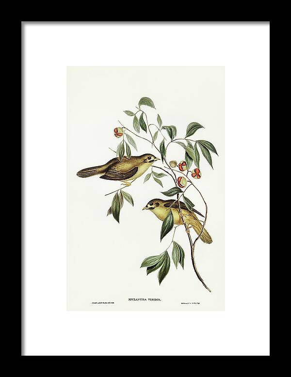 Australian Bell Bird Framed Print featuring the drawing Australian Bell Bird, Myzantha melanophrys by John Gould