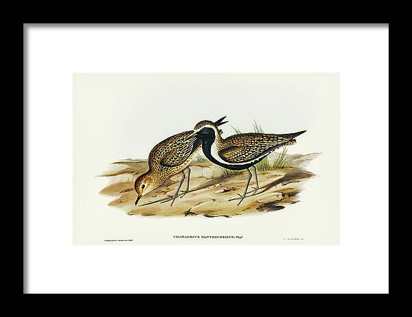 Australian Golden Plover Framed Print featuring the drawing Australian Golden Plover, Charadrius xanthocheilus by John Gould