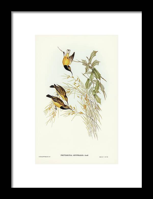 Australian Sun-bird Framed Print featuring the drawing Australian Sun-bird, Nectarinia australis by John Gould