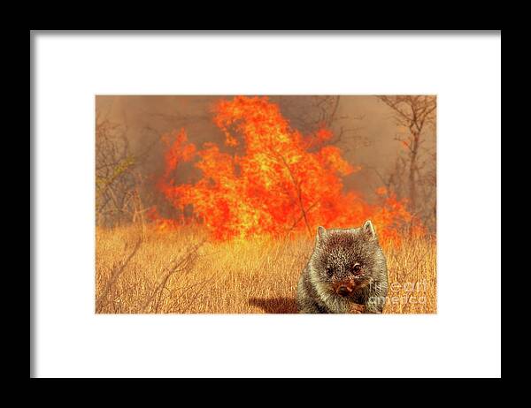 Australia Framed Print featuring the photograph Australian wombat wildlife in the fire by Benny Marty