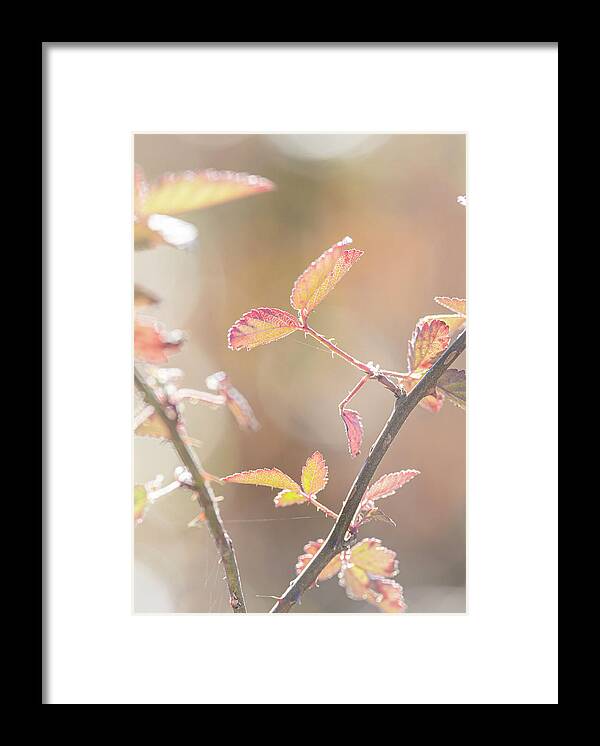 Bramble Framed Print featuring the photograph Autumn Bramble Leaves by Karen Rispin