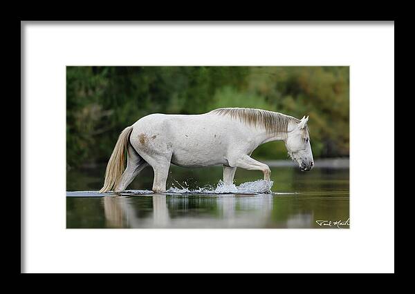 Stallion Framed Print featuring the photograph Autumn Crossing. by Paul Martin
