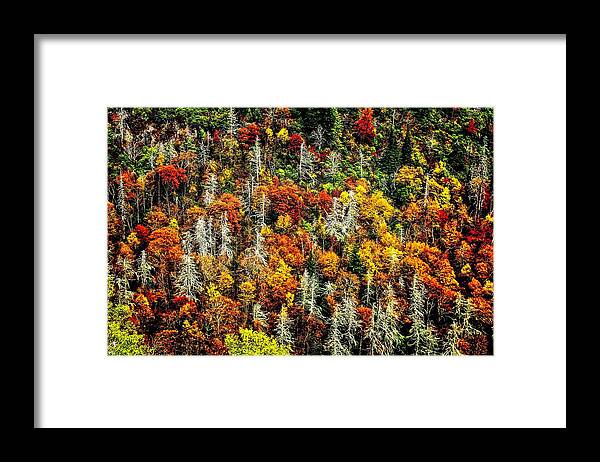 Autumn Framed Print featuring the photograph Autumn Diversity by Allen Nice-Webb