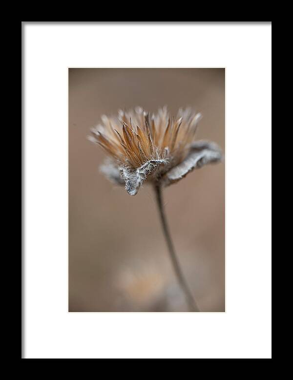 Autumn Framed Print featuring the photograph Autumn Dried Flower by Karen Rispin