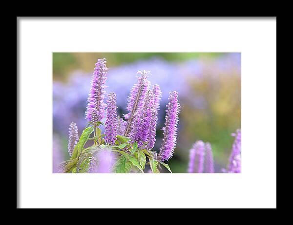 Jenny Rainbow Fine Art Photography Framed Print featuring the photograph Autumn Garden with Purple Blooms of Chinese Mint Shrub 3 by Jenny Rainbow