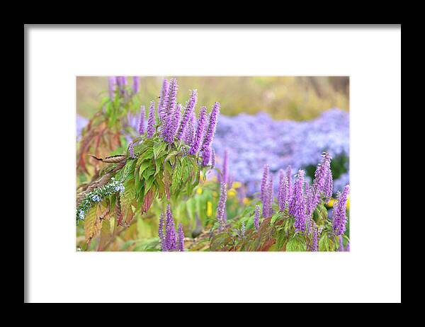 Jenny Rainbow Fine Art Photography Framed Print featuring the photograph Autumn Garden with Purple Blooms of Chinese Mint Shrub 5 by Jenny Rainbow