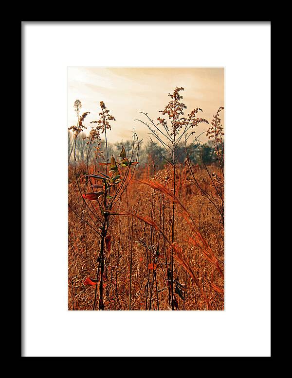 Fall Framed Print featuring the photograph Autumn Grass by Carolyn Stagger Cokley