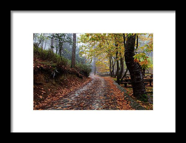 Autumn Framed Print featuring the photograph Autumn landscape with trees and Autumn leaves on the ground after rain by Michalakis Ppalis