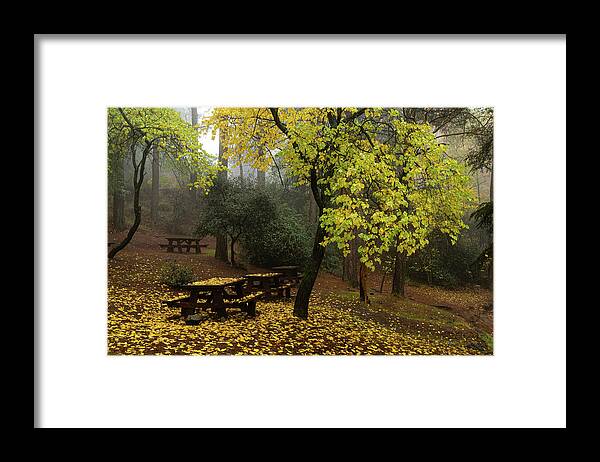 Autumn Framed Print featuring the photograph Autumn landscape with trees and yellow leaves on the ground after rain by Michalakis Ppalis
