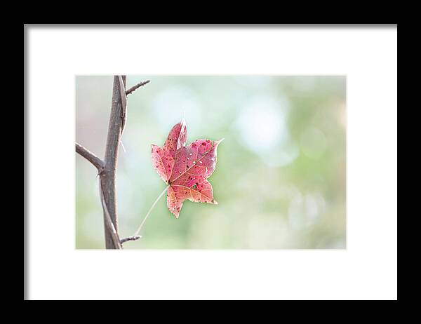 Fall Framed Print featuring the photograph Autumn Leaf by Karen Rispin