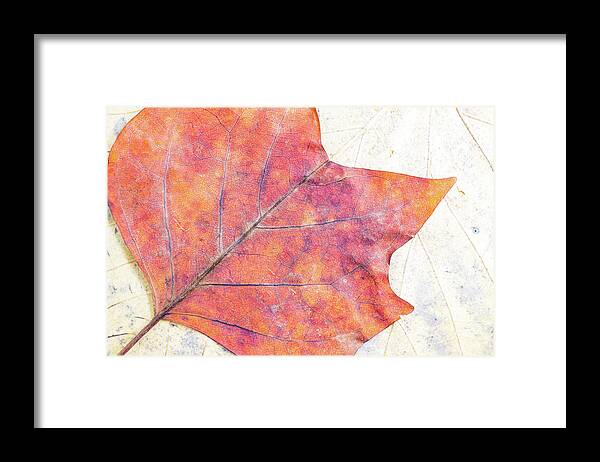 Autumn Framed Print featuring the photograph Autumn leaves composition by Viktor Wallon-Hars