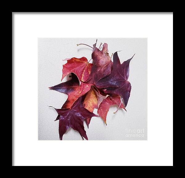 Leaves From My Evening Walk Framed Print featuring the painting The Splendor of Autumn Leaves by Margaret Welsh Willowsilk