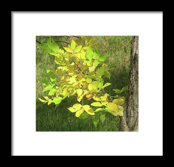 Fall Framed Print featuring the photograph Autumn Light by Katie Keenan