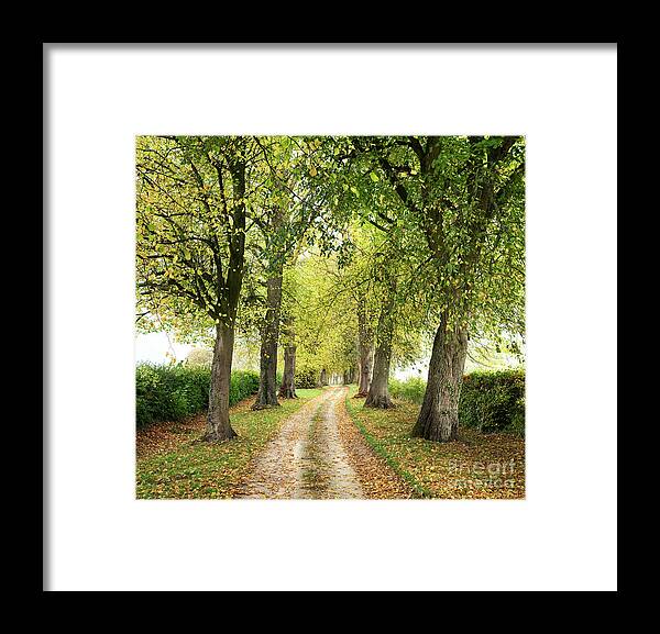 Trees Framed Print featuring the photograph Autumn Lime Tree Avenue in the Cotswold Countryside by Tim Gainey