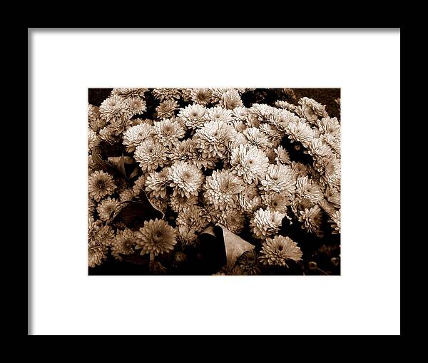 Autumn Framed Print featuring the photograph Autumn Mums by Liza Dey