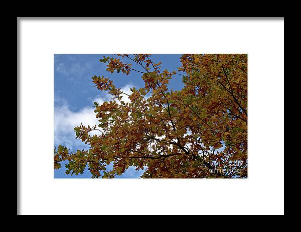 Autumn Framed Print featuring the photograph Autumn oak foliage by Stephen Melia