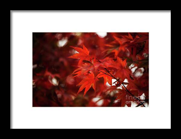 Botanical Framed Print featuring the photograph Autumn On My Mind by Venetta Archer