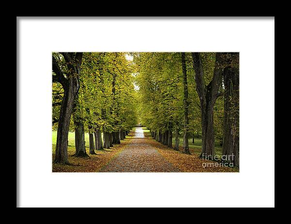 Park Framed Print featuring the photograph Autumn path in Ludwigsburg park by Elena Elisseeva