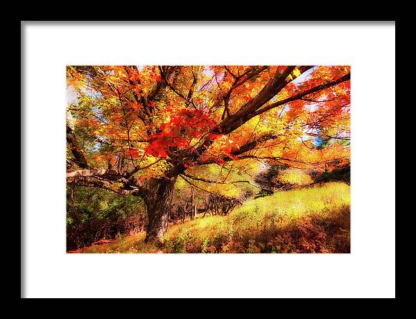 Fall Framed Print featuring the photograph Autumn Red Tree on a Blue Ridge Hill fx by Dan Carmichael
