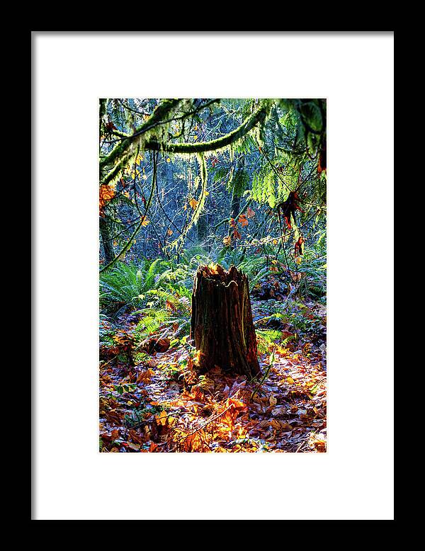 Redmond Framed Print featuring the photograph Autumn Scene - Redmond Watershed Preserve by Phyllis McDaniel