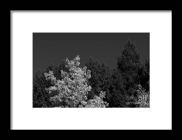 Tree Framed Print featuring the photograph Autumn Splendor in BW by Kae Cheatham