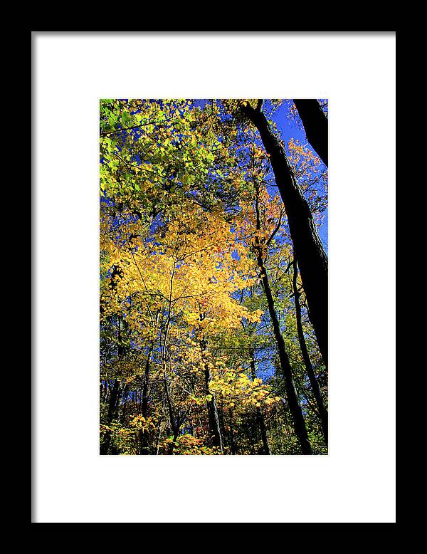 Autumn Framed Print featuring the photograph Autumn Splendor by Steve Ember