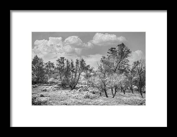 Carolina Framed Print featuring the photograph Autumn Sunlight in the Meadow in Black and White by Debra and Dave Vanderlaan