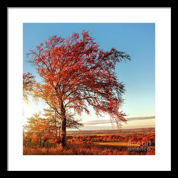 Autumn Framed Print featuring the photograph Autumn Sunshine by Kype Hills