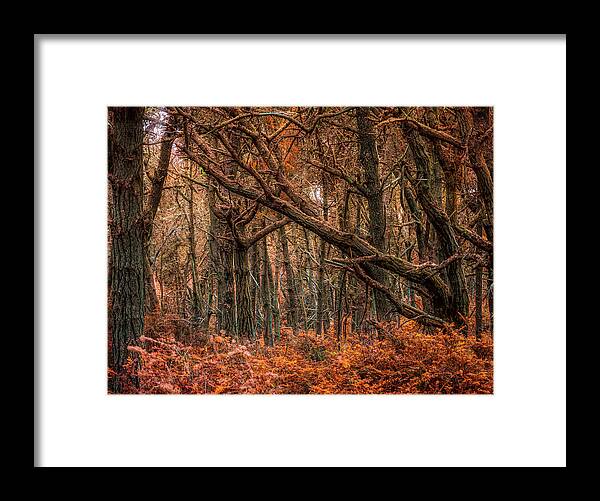 Fall Framed Print featuring the photograph Autumn Surprise by Bill Posner