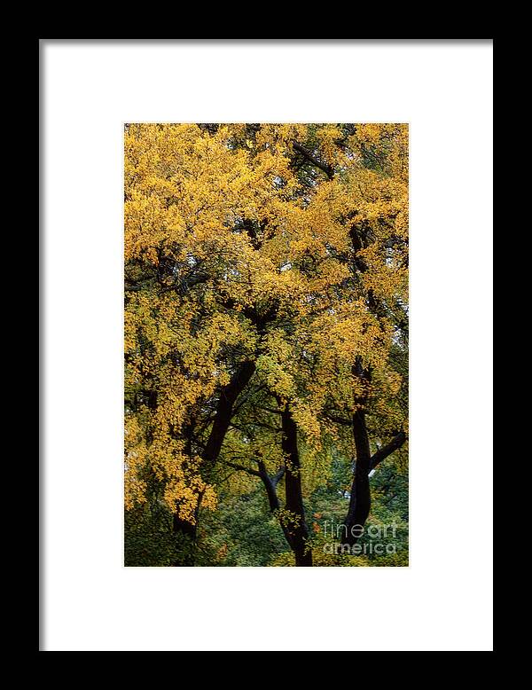 Trees Framed Print featuring the photograph Autumn Tree by Joan Bertucci