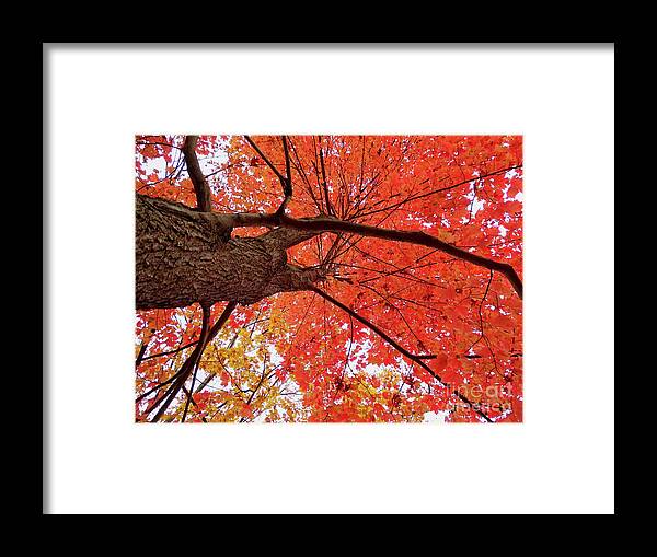 Tree Framed Print featuring the photograph Autumn Tree Looking UP by Beth Myer Photography