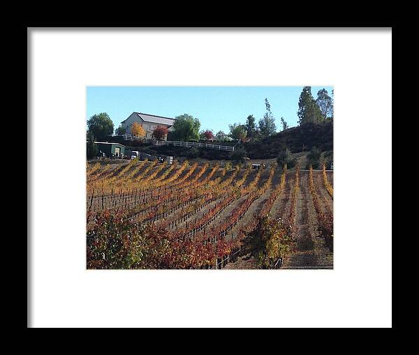 Autumn Framed Print featuring the photograph Autumn Vines Temecula by Roxy Rich