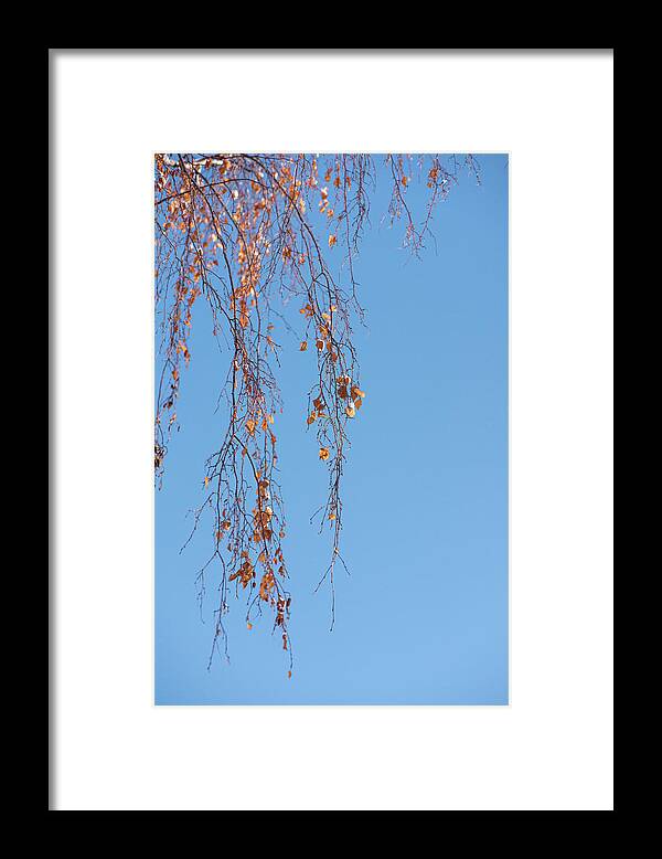 Autumn Framed Print featuring the photograph Autumn Weeping Birch by Phil And Karen Rispin