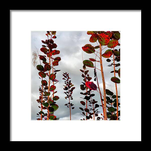 Smoke Tree Framed Print featuring the photograph Autumnal No. 1 - Smoke Tree with Frontal Passage Sky by Steve Ember