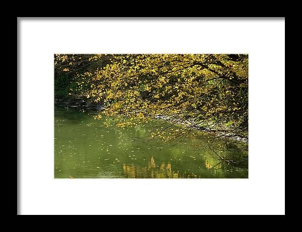 Autumnal Riverbank Framed Print featuring the photograph Autumnal Riverbank - Golden Maple Tree Leaning Overwater by Georgia Mizuleva