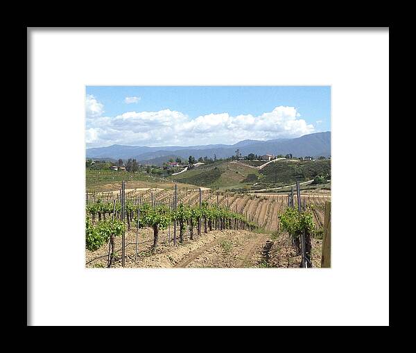 Avensole Framed Print featuring the photograph Avensole Vineyard Temecula by Roxy Rich