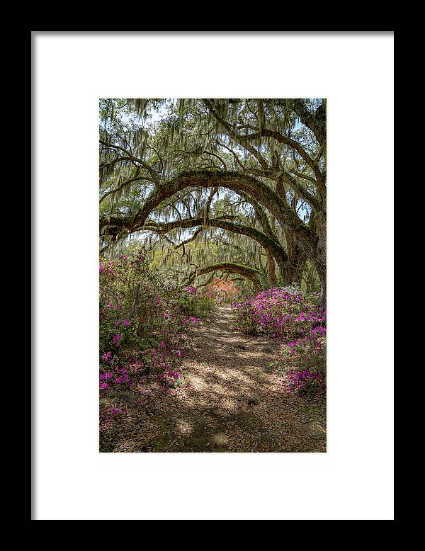 Architecture Framed Print featuring the photograph Avenue of the Oaks 2 by Cindy Robinson
