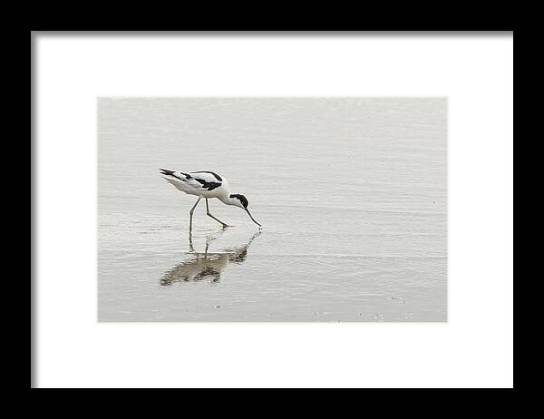 100-400mmlmk2 Framed Print featuring the photograph Avocet by Wendy Cooper