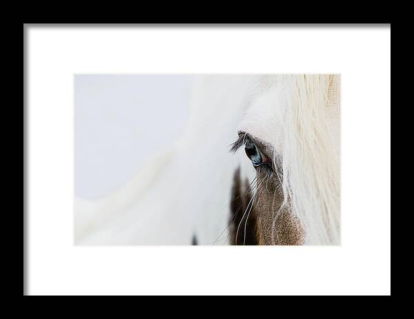 Horse Framed Print featuring the photograph Azure - Horse Art by Lisa Saint