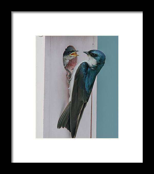Baby Swallow Framed Print featuring the photograph Baby and Momma Swallow by Michelle Wittensoldner